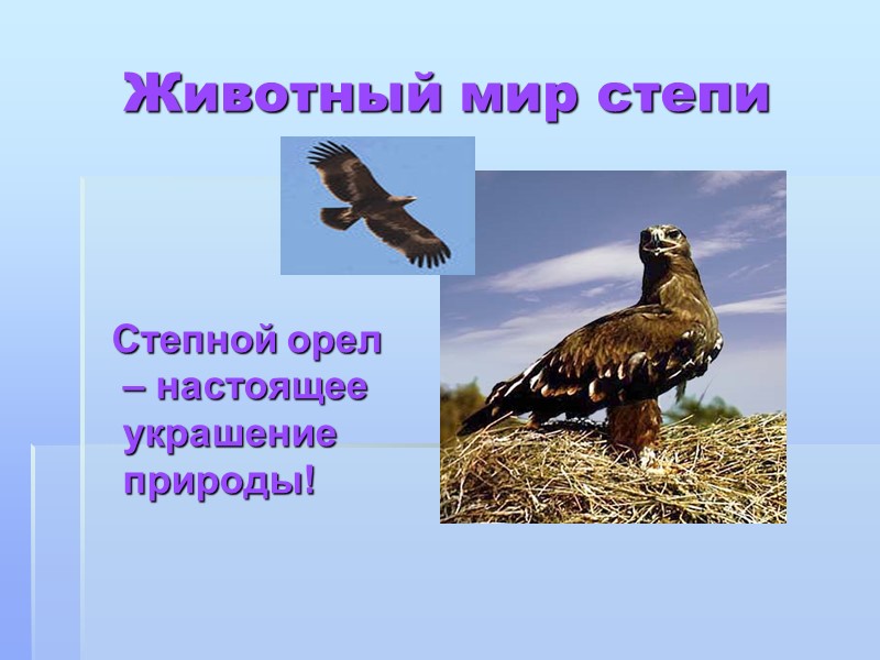 Животный мир степи   Степной орел – настоящее украшение природы!